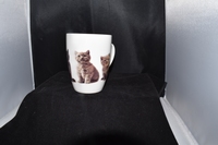 Oorbeker Katten